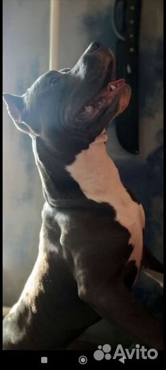 Амстафф вязка