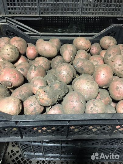 Семенной картофель
