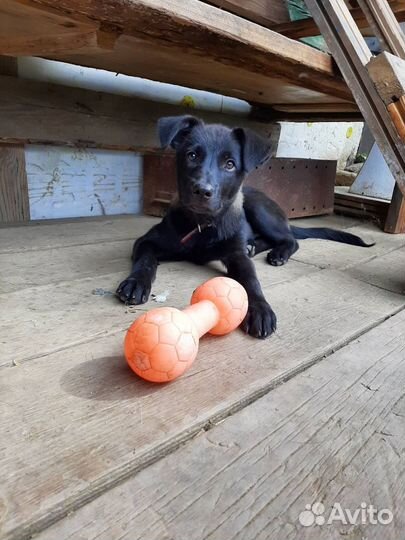 Щенки в добрые руки