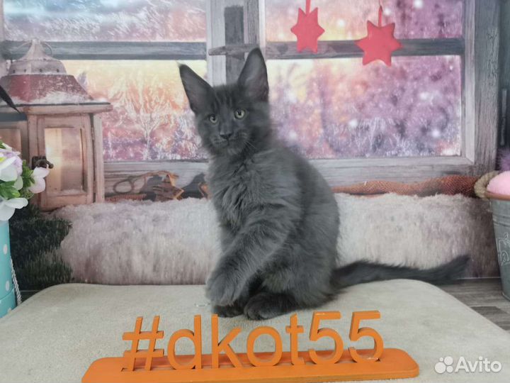 Котята мейн-кунчики