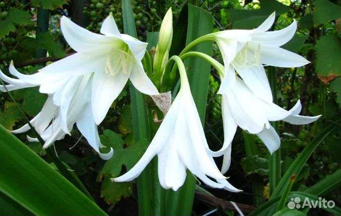 Кринум белый цветок луковицы