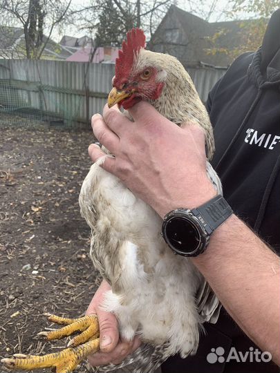 Молодые петухи