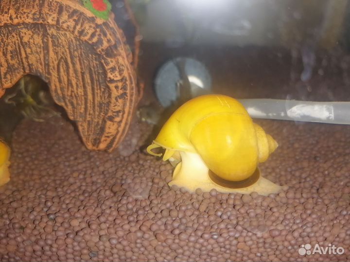 Улитки ампулярии