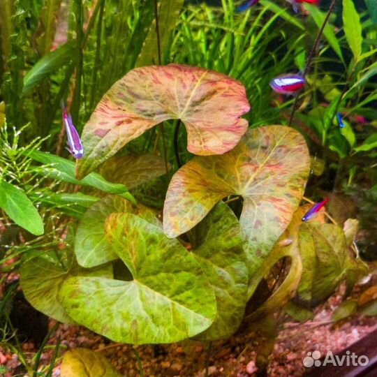 Аквариумные растения