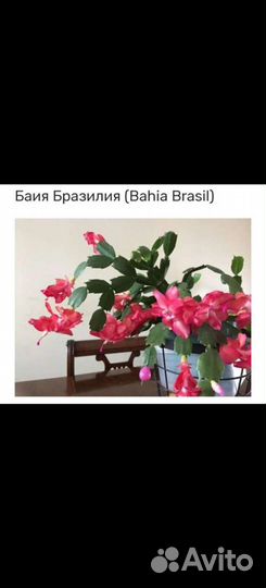 Сортовые шлюмбергеры