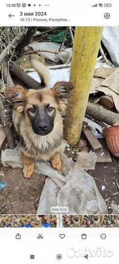 Собаки бесплатно в добрые руки щенки