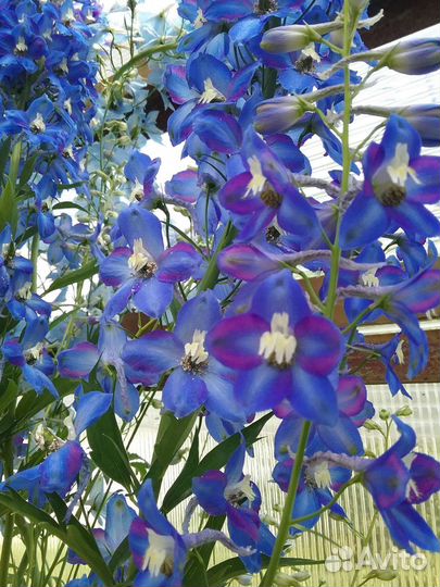 Гортензии, дельфиниум, гипсофилла