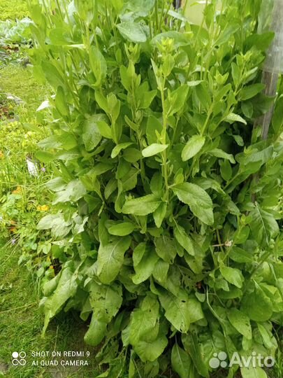 Продам тархун (саженцы и зелень)