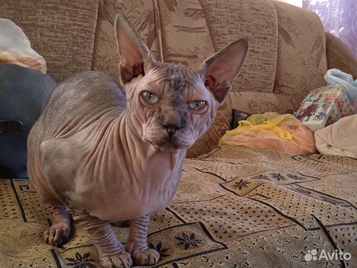 Кот сфинкс