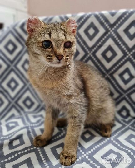 Кошка в дар бесплатно