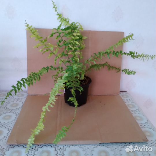 Папоротник Tiger Fern комнатный вариегатный