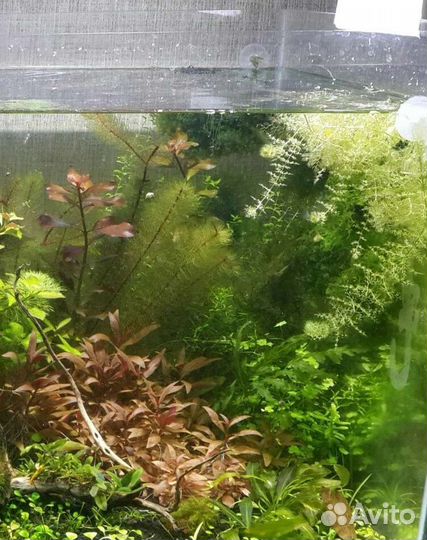 Альтернатера