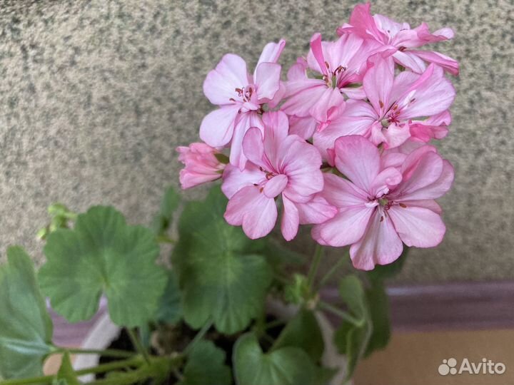 Пеларгония герань