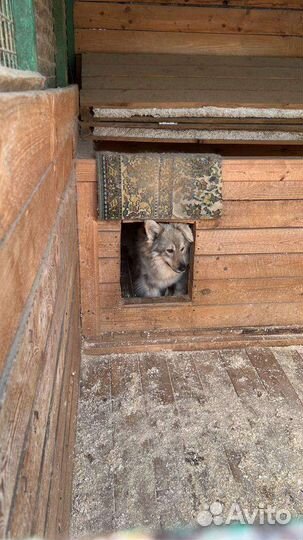 Собака Пушинка в добрые руки