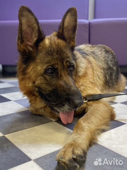 Собаке нужен дом