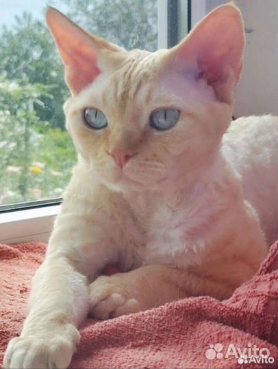 Девон рекс котята