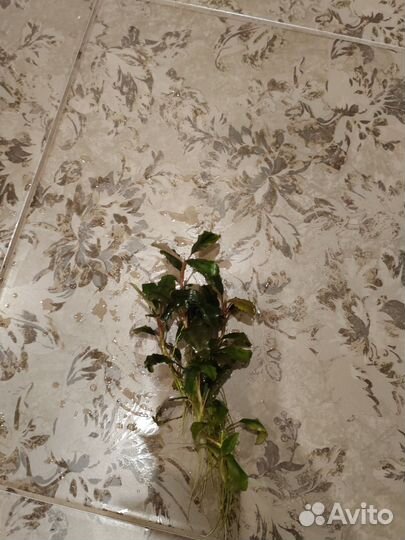 Аквариумные растения