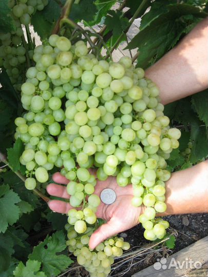 Виноград саженцы