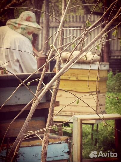 Продаю пчелосемьи