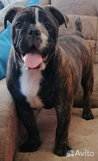 Тигровая девочка