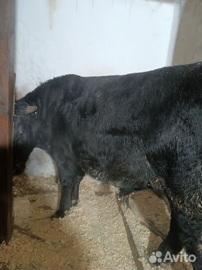 Быки на мясо