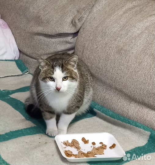 Коты отдам в добрые руки