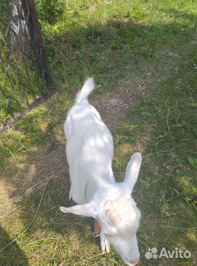 Козел зааненский случка