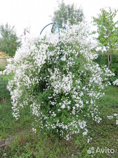 Многолетники для сада. Клематис манчжурский