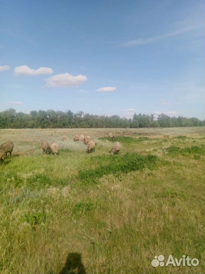 Овцы романовские