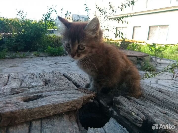 Котенок серый