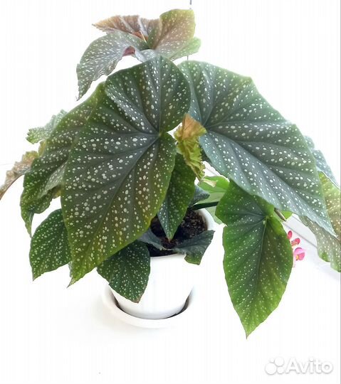 Цветы комнатные в горшках