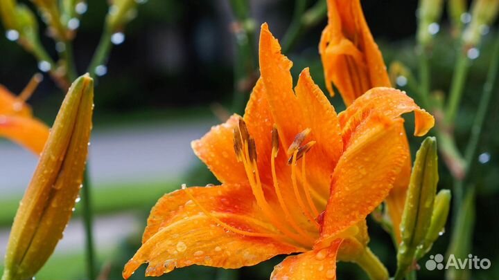 Саженцы лилии