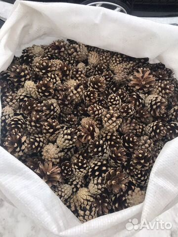 Шишка сосновая