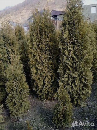 Туя западная Колумна 1.6-1.8 - 2900