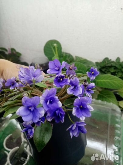 Вечноцветущая фиалка