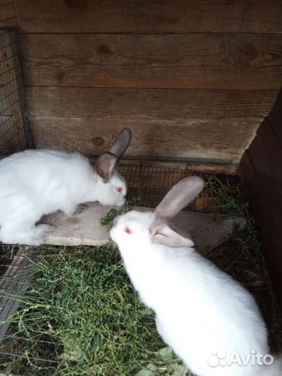 Кролики мясных пород