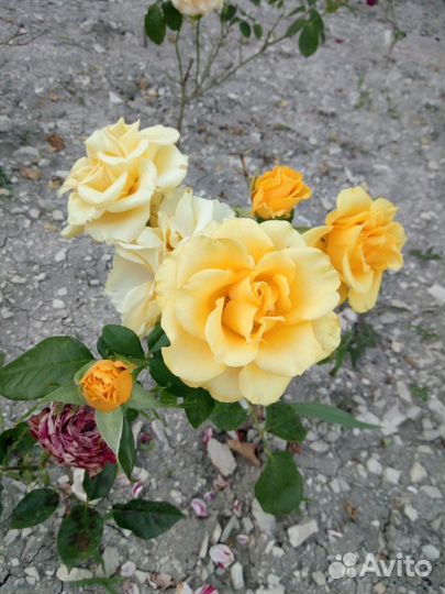 Розы,юка,клубника