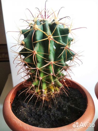 Кактусы разные