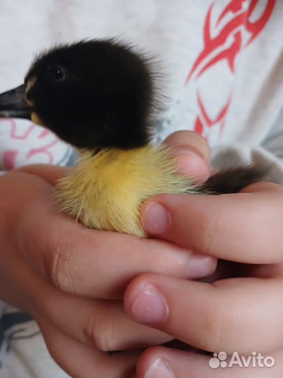 Утята подрощенные