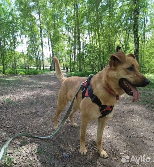 Непоседа Жак из приюта хочет на свободу