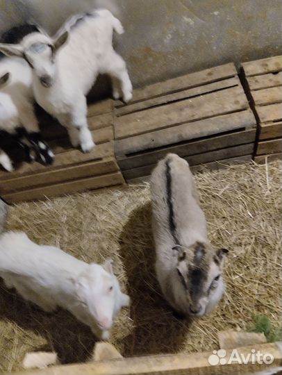 Козлики ламанча и альпийские