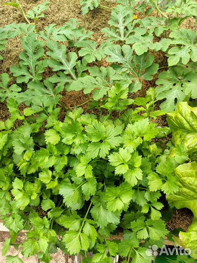 Петрушка, сельдерей, мята шоколадная