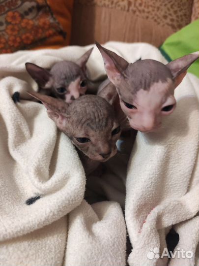 Донской сфинкс котята