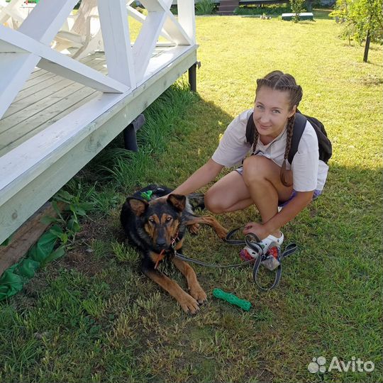 Метис немецкой овчарки