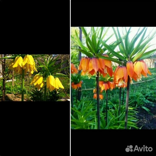 Луковицы рябчика императорского