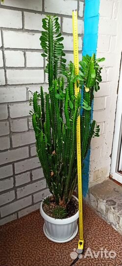 Молочай трехгранный