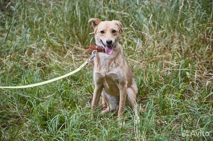 Чудная собака Мишура в добрые руки