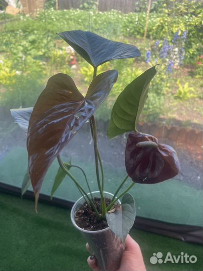 Продам антуриумы 1250