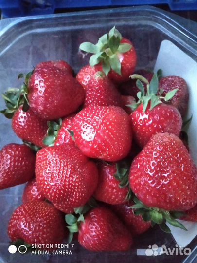 Рассада клубники