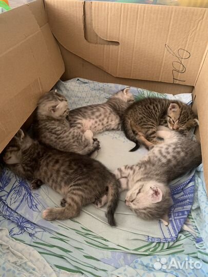Шотландские котята